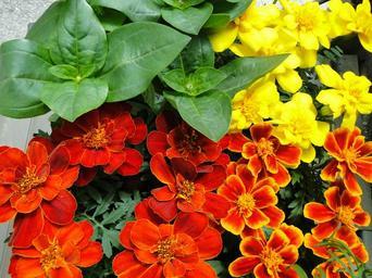 Plant and Grow