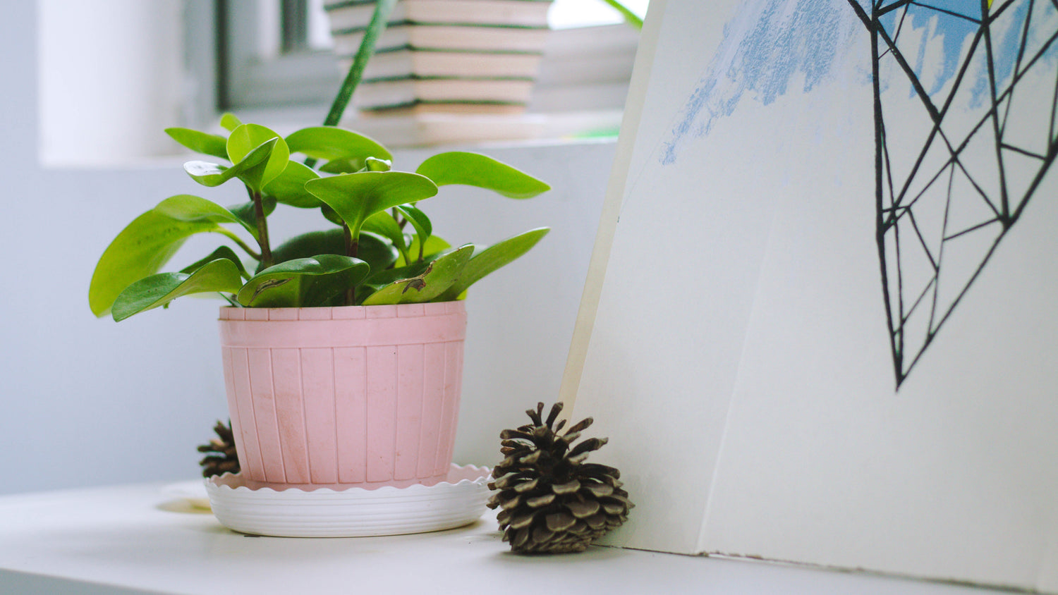 Nature at Home - Products